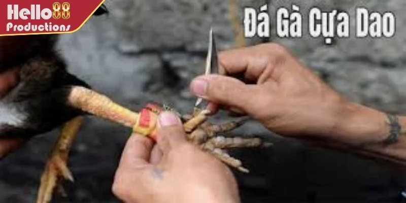 Đá gà cựa dao là gì