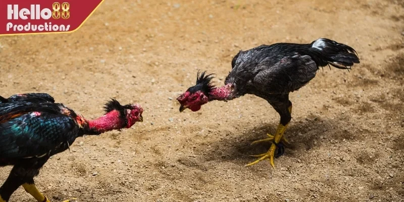 Khái niệm đá gà cựa sắt là gì